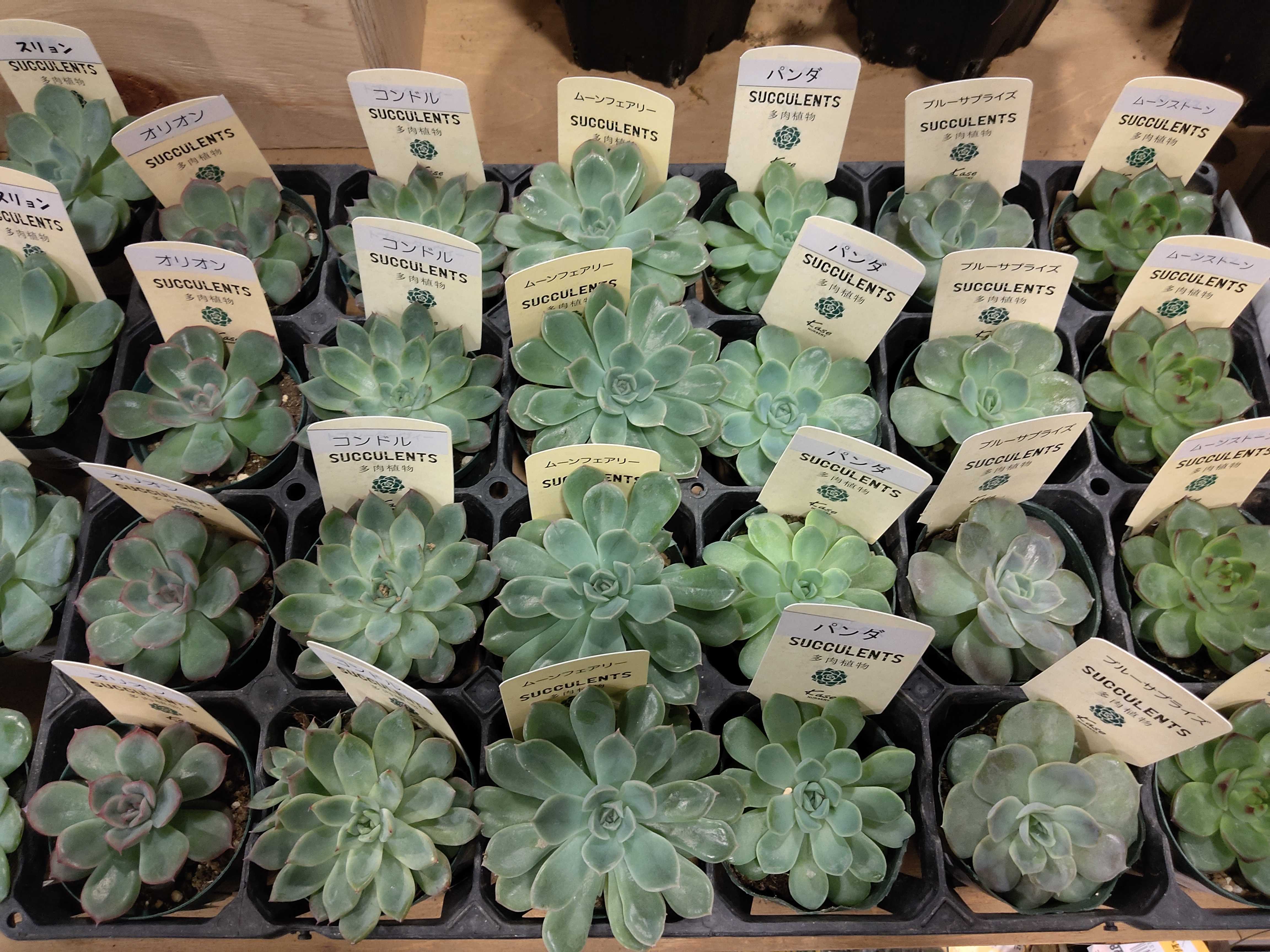 10/9入荷】コレクター必見の塊根植物が初 | CAINZ DIY Square