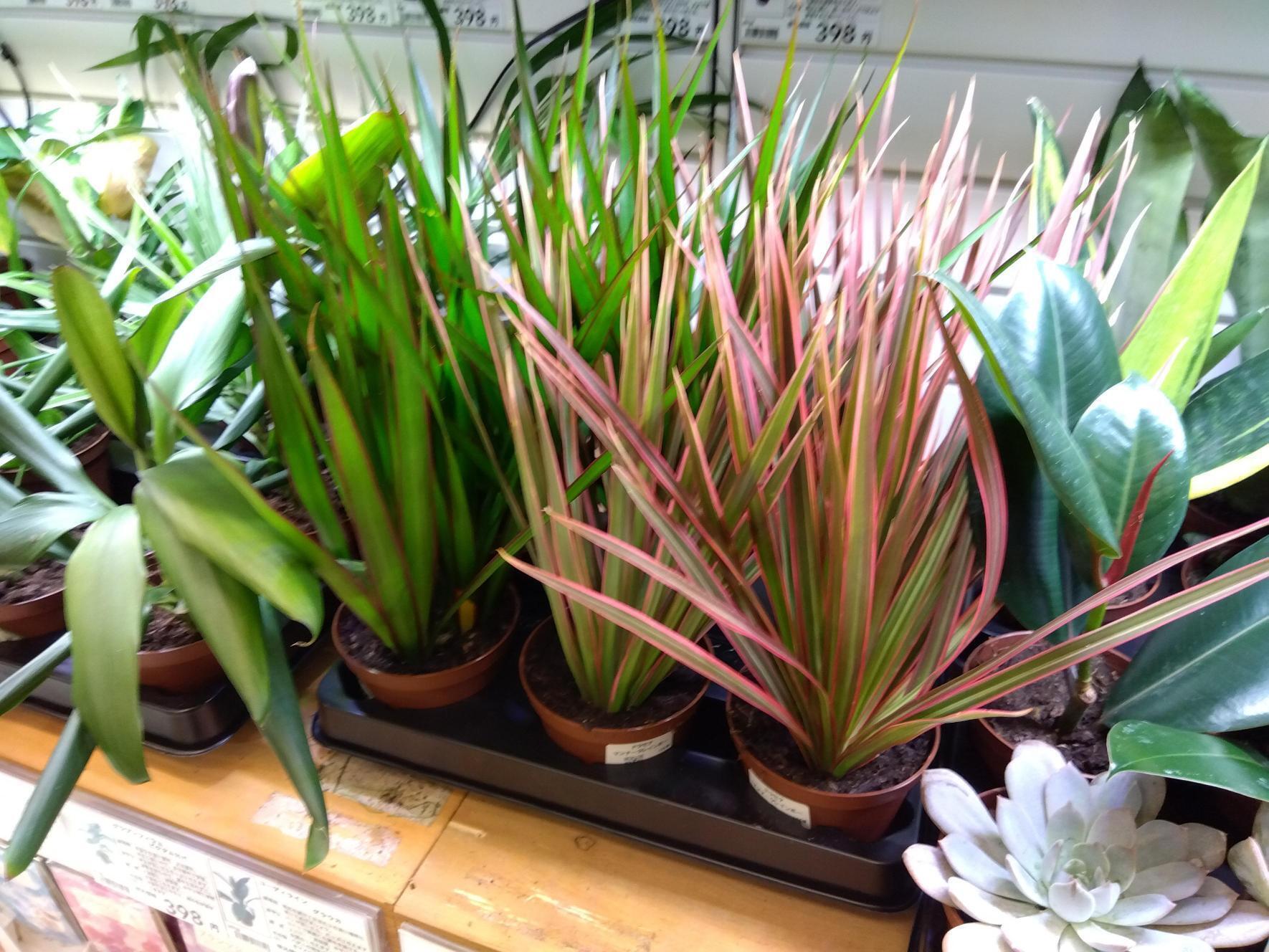 10/10入荷】10㎝ポットの観葉植物が入 | CAINZ DIY Square