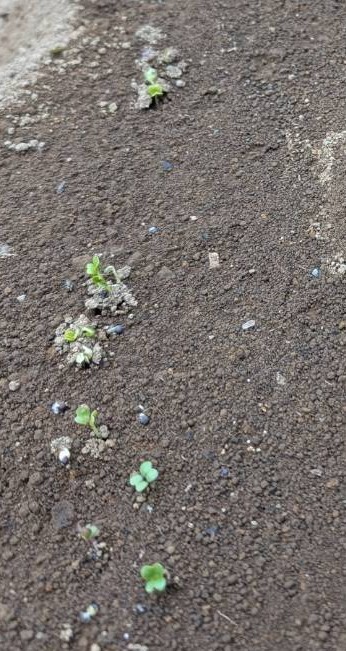 発芽🌱