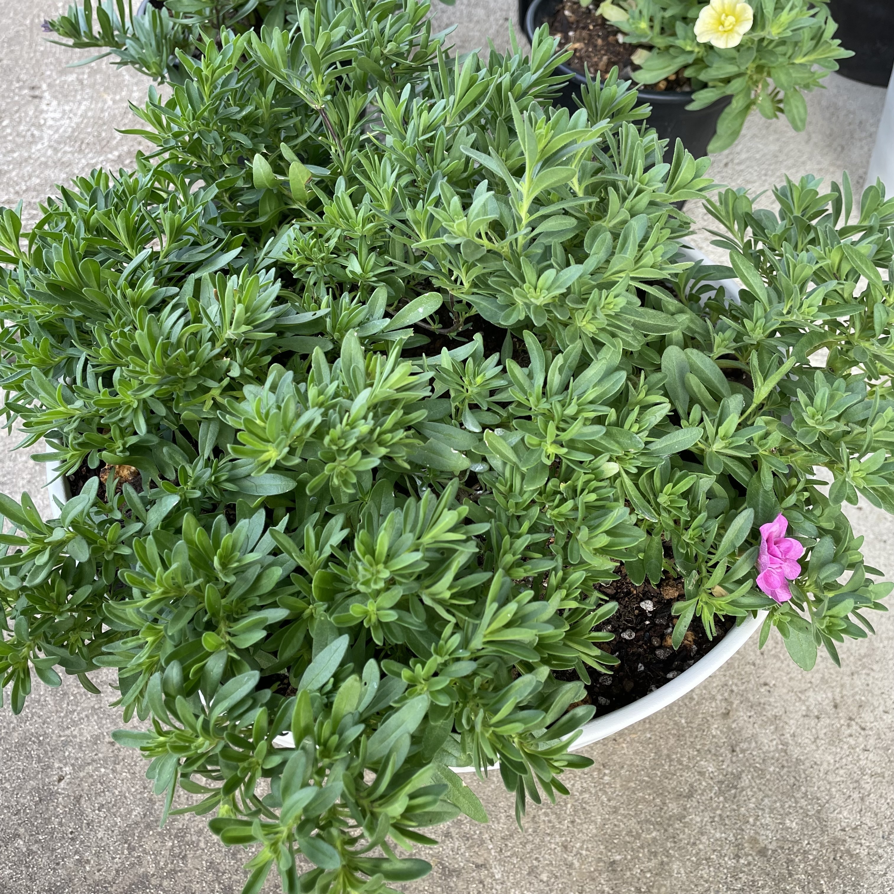 4色寄せ植え