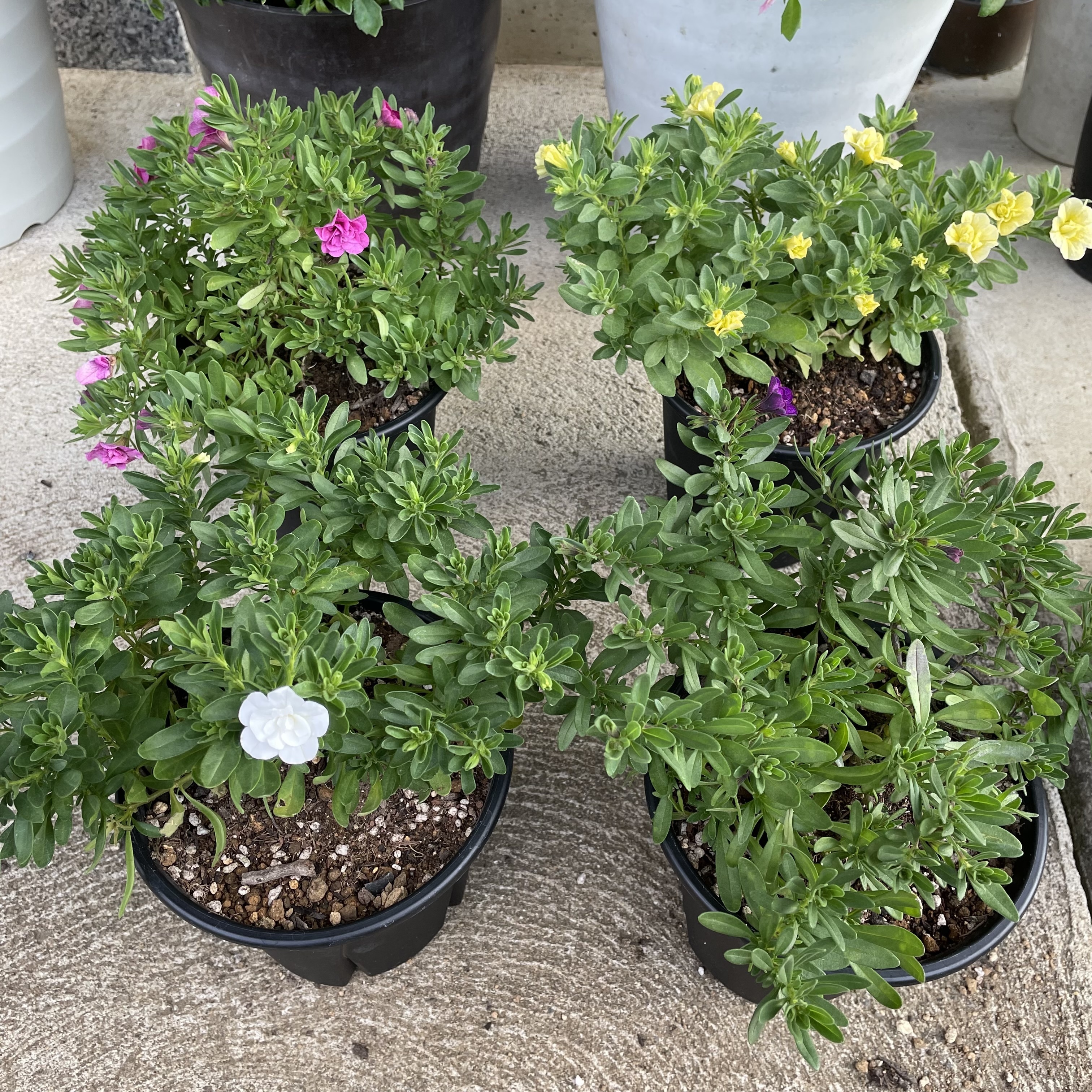 ピンクと黄色の開花が早いです