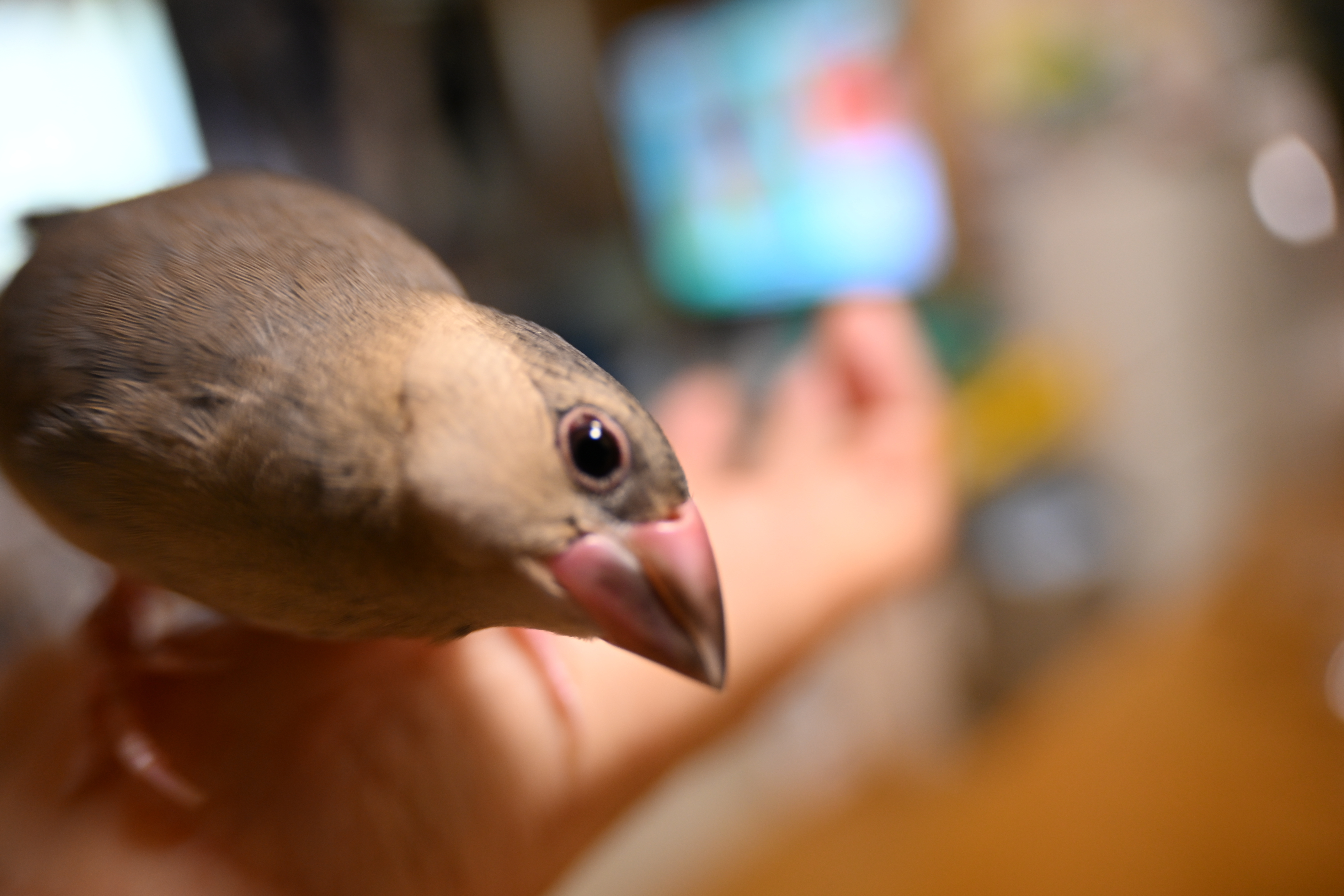 何かなぁ～と言っているよう