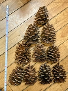 我が家の大王松 松ぼっくり 2024 | CAINZ DIY Square