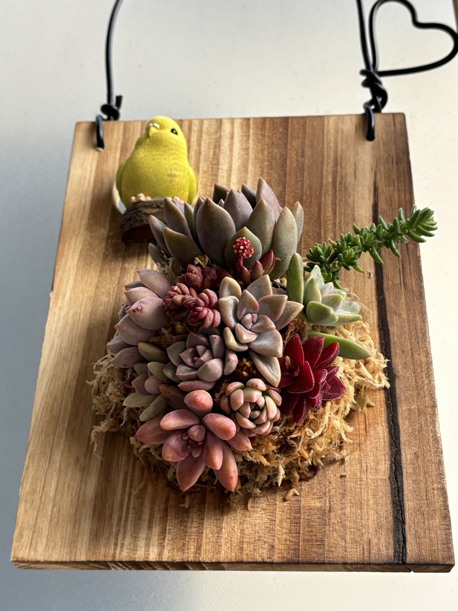 新品タグ付き 
MIZUNO ミズノJr フルオープンパンツ Operitacx 250個 手作りの多肉植物ポット、蝶の装飾、diy ウェディング