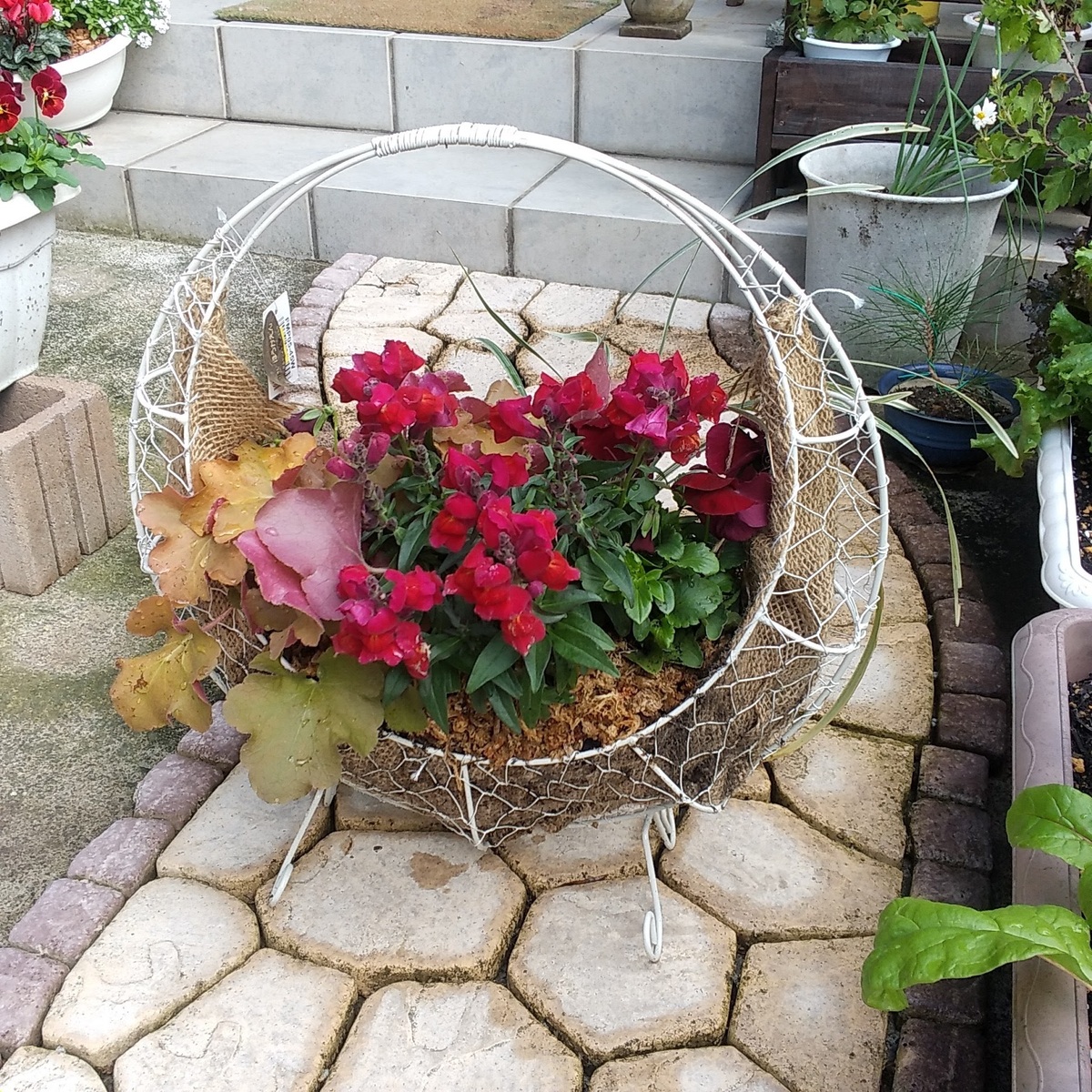 お花　寄せ植え　金魚草 お花 寄せ植え 金魚草 【公式通販】