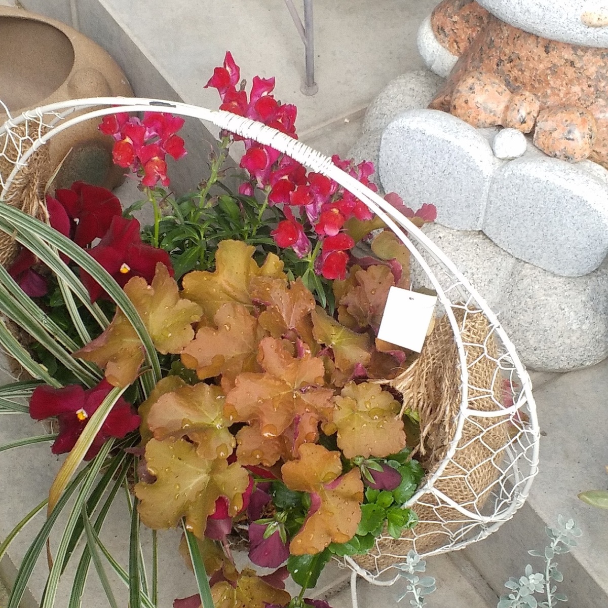 高級花店の花の寄せ植えその後 | CAINZ DIY Square