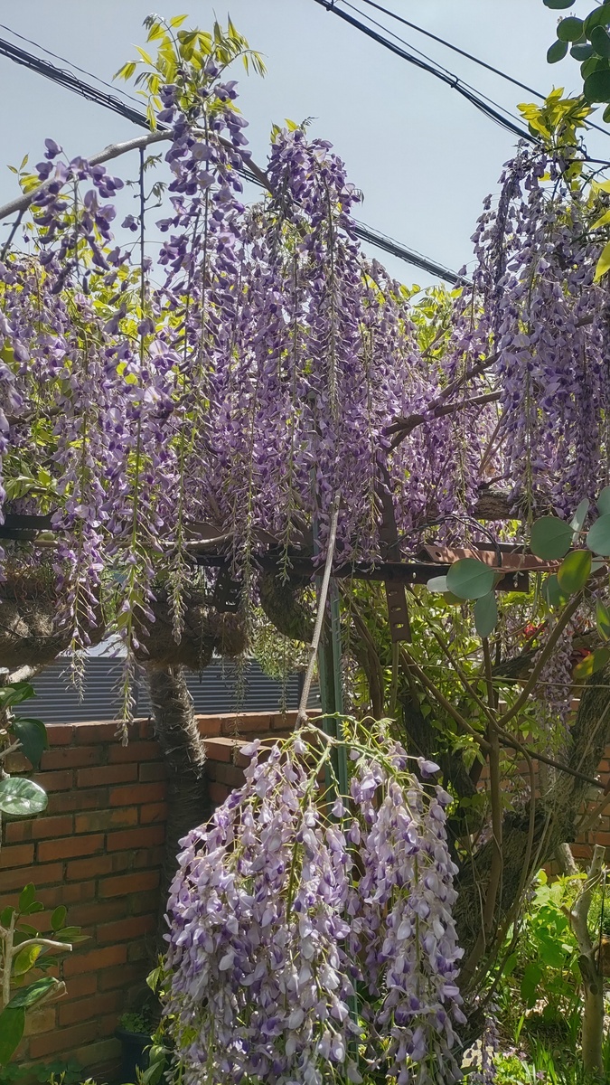 2024年春開花総ざらい✨✨✨藤編 | CAINZ DIY Square