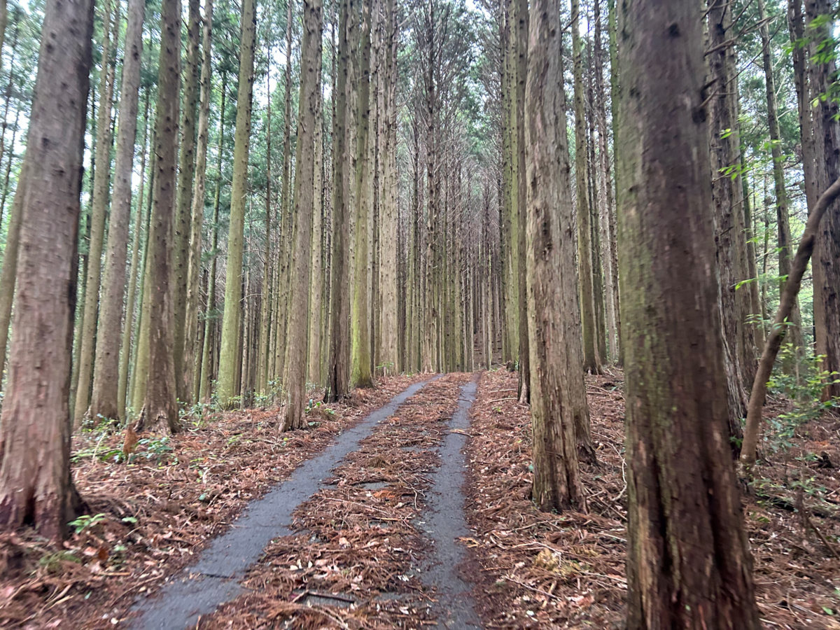 いざ、天空へ。「天空の抹茶Ⓡ」茶園見学レポート | さんかく屋根の下