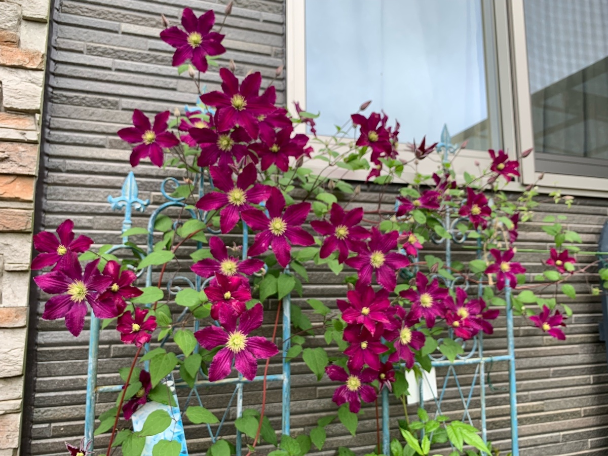 クレマチス様 クレマチス ソングス | CAINZ DIY Square