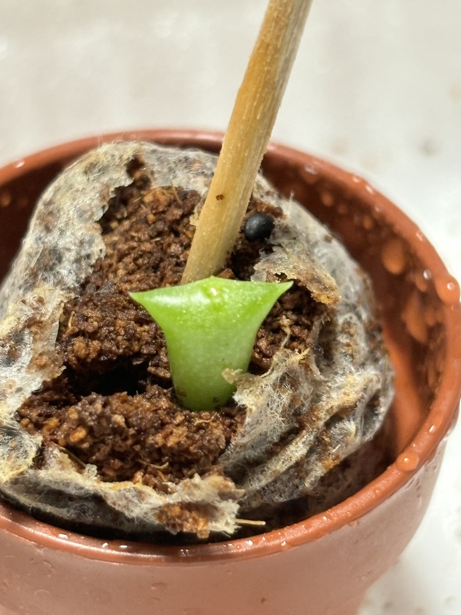 種からのサボテン一年後 | CAINZ DIY Square