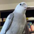 ふうちゃん