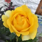 きょろっち