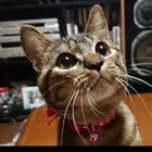 milimili