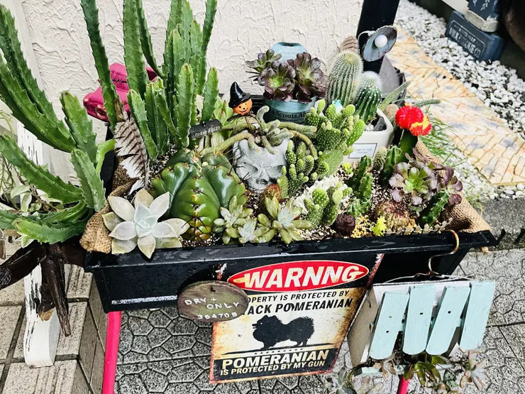 ウチのドライガーデン