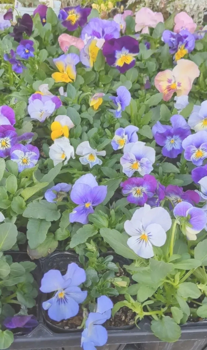 パンジー・ビオラの種蒔き🎶