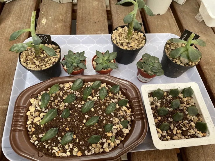 多肉の徒長苗の仕立て直し