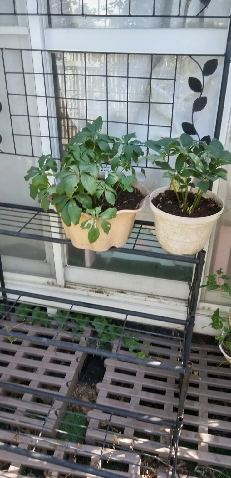 クリスマスローズのお手入れ