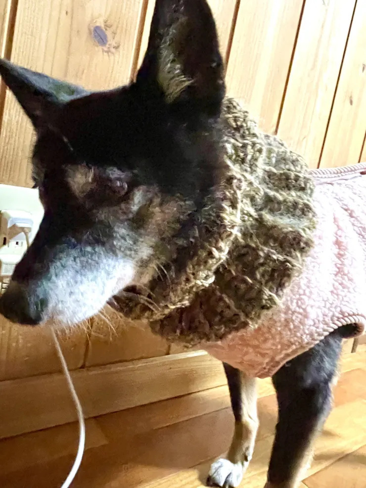 ネックウォーマー