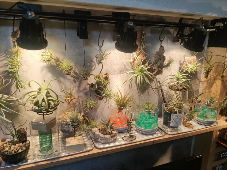 エアプランツ棚も作って飾りました