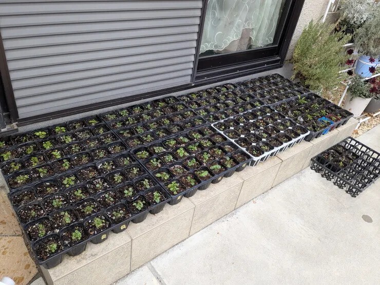 パンジー・ビオラのポット上げ2025年版