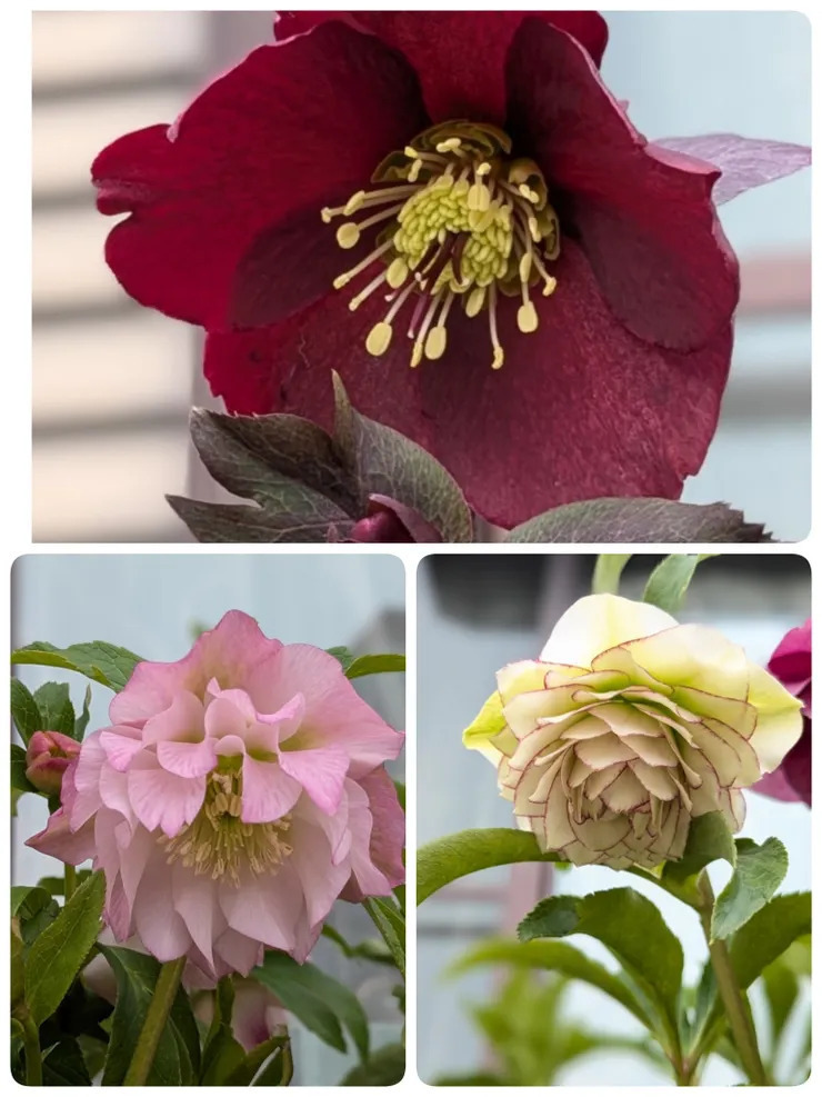 クリスマスローズの古葉切り