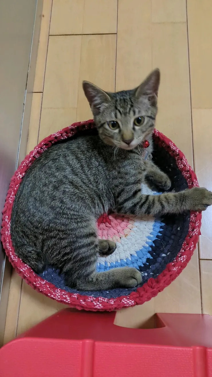 Tシャツのリサイクル