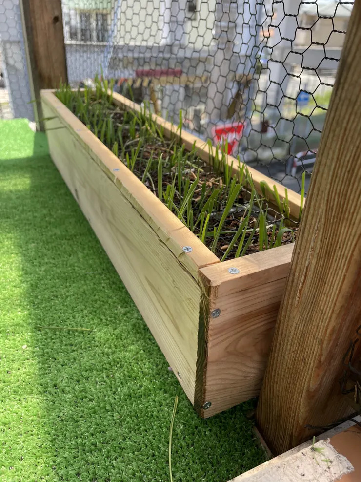 猫草食べ放題 DIY