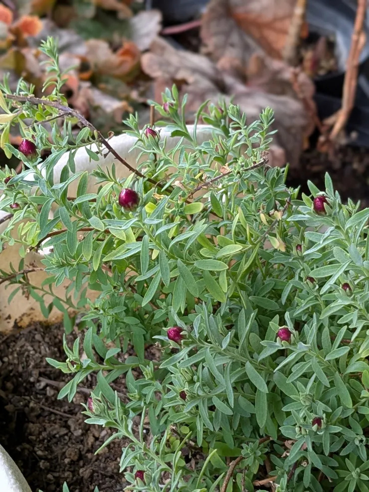 花かんざし夏越し成功例と失敗例
