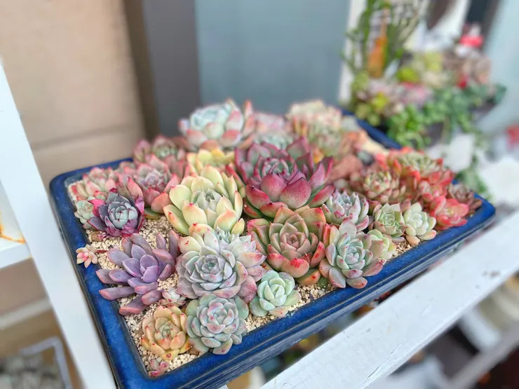 
とりあえずの仮置きだったけど…