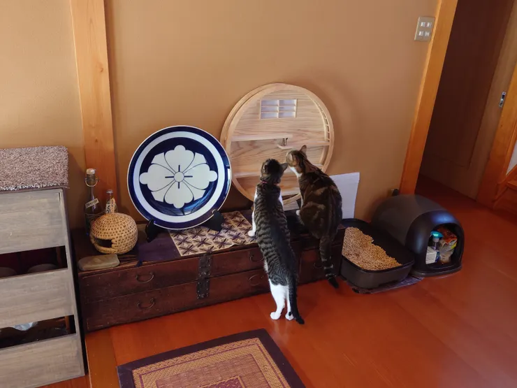 〜 🐈‍⬛ 興味津々 🐈️ 〜