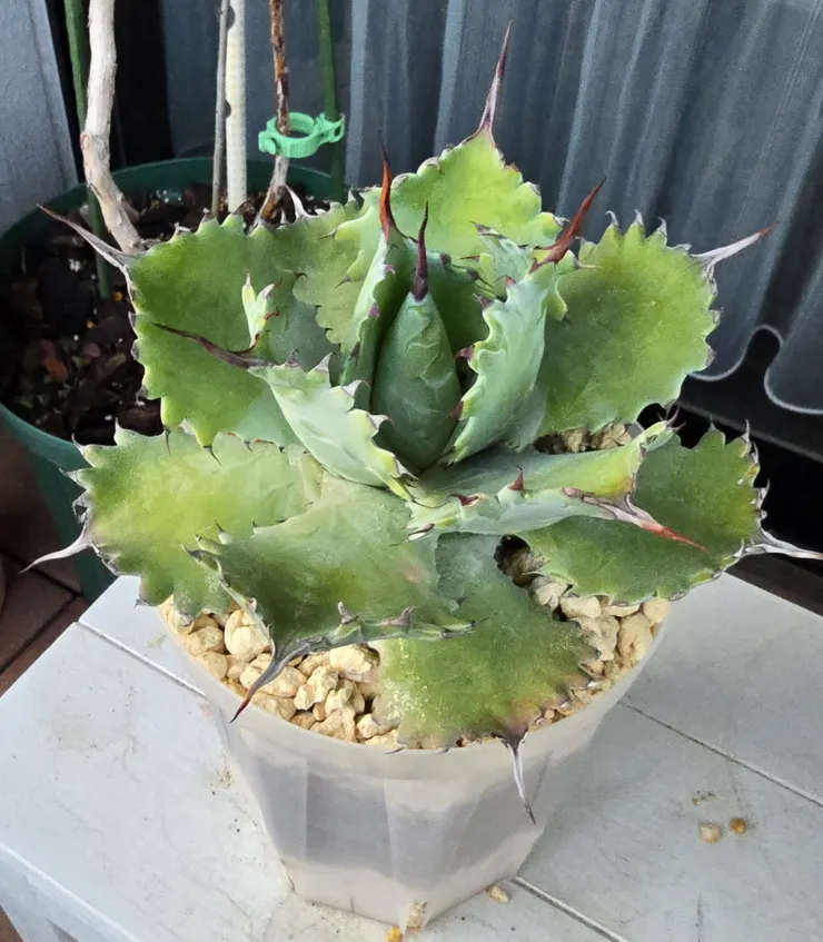 アガベ_ポタトラム スポーンの植え替え🌵