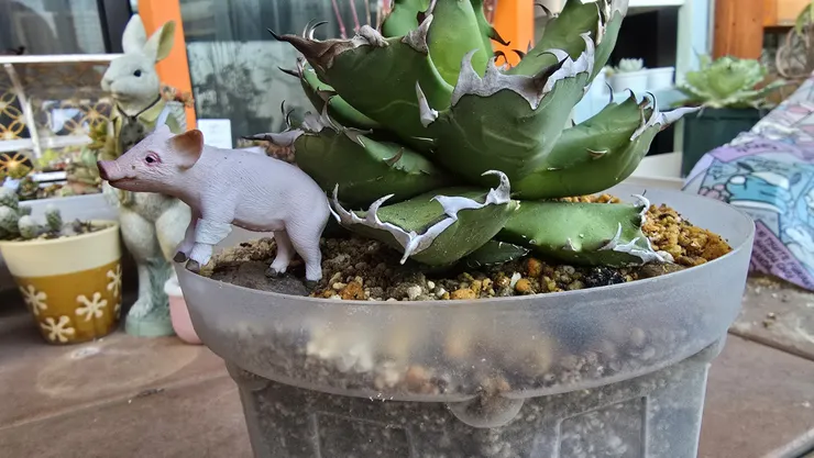 アガベ_チタノタNo.1の植え替え