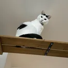 母ちゃん