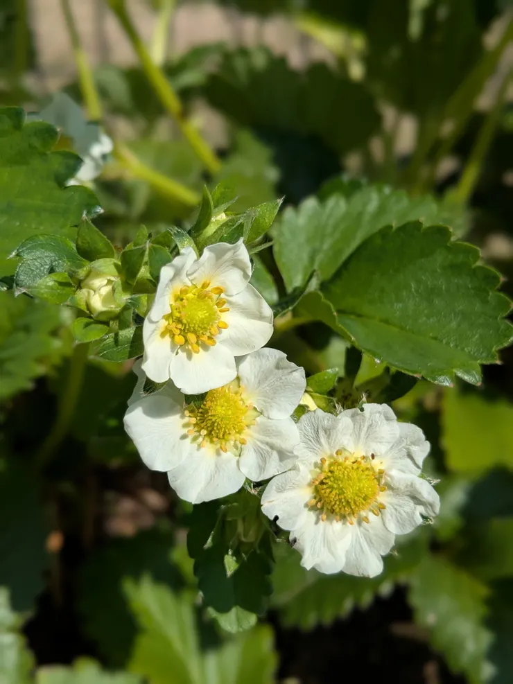 イチゴの追肥🍓