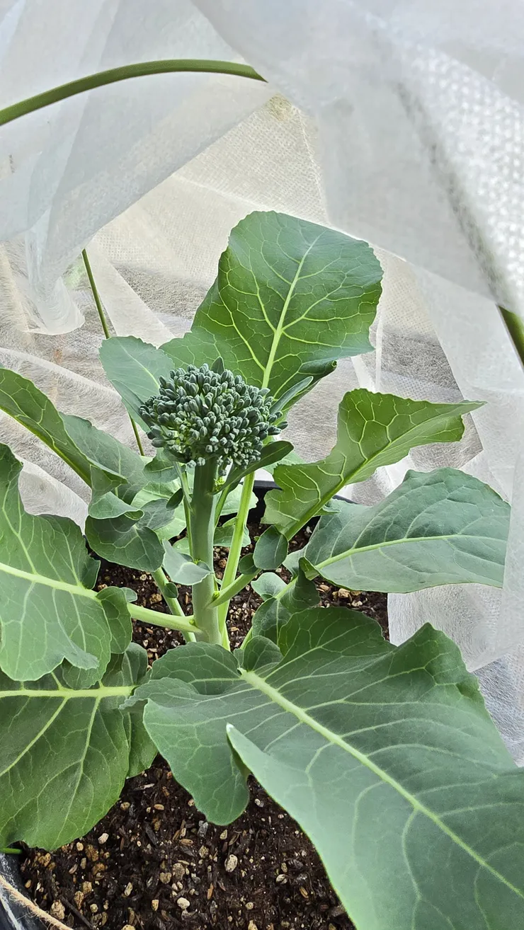 茎ブロッコリー🥦の頂花蕾の摘芯方法♡