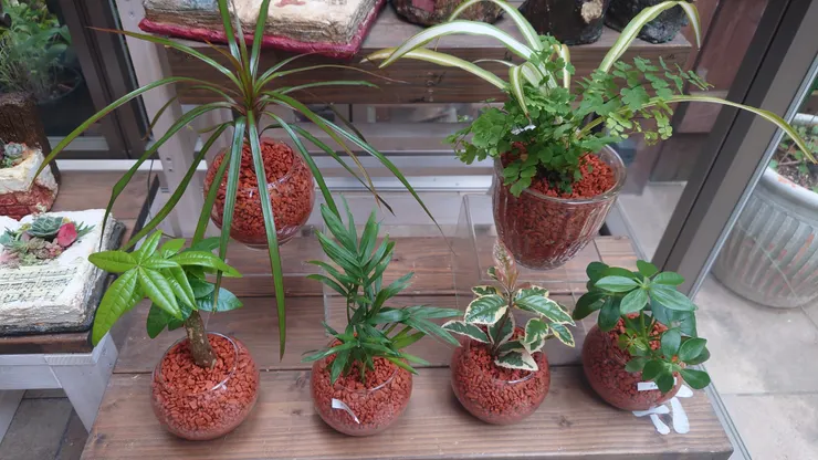 観葉植物　ガラスの器にセラミスで植える