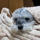 たーた