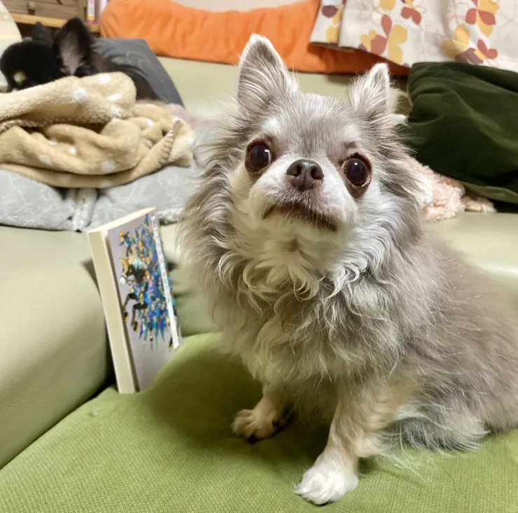 低床ソファ🛋️