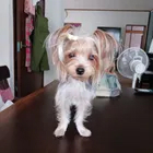ちわ