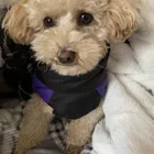 Lulu