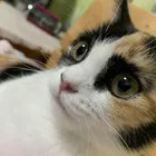 やこ