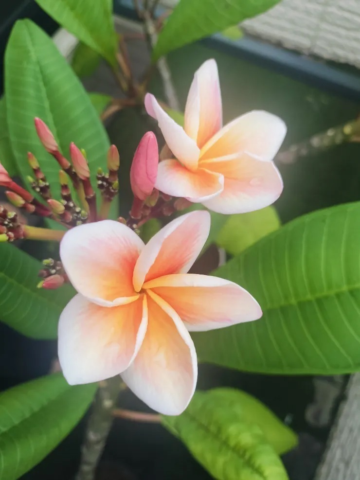 幸せのお裾分け✨プルメリア