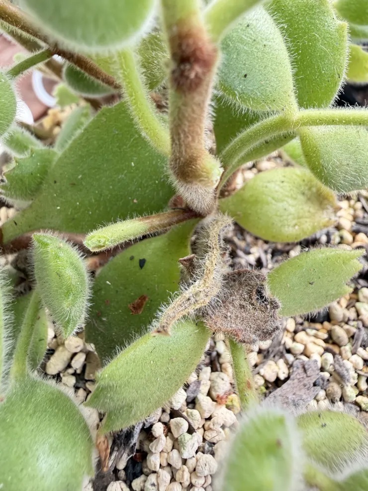 病気を発見したら