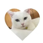 🐱Milk