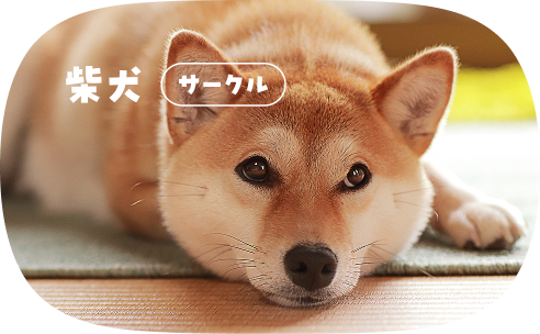 柴犬