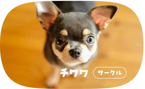 チワワ