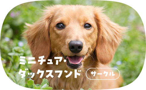 ミニチュア・ダックスフント