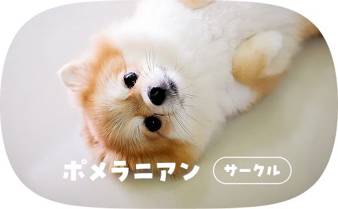 ポメラニアン