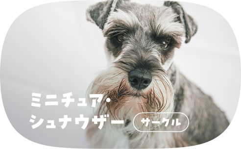 ミニチュア・シュナウザー