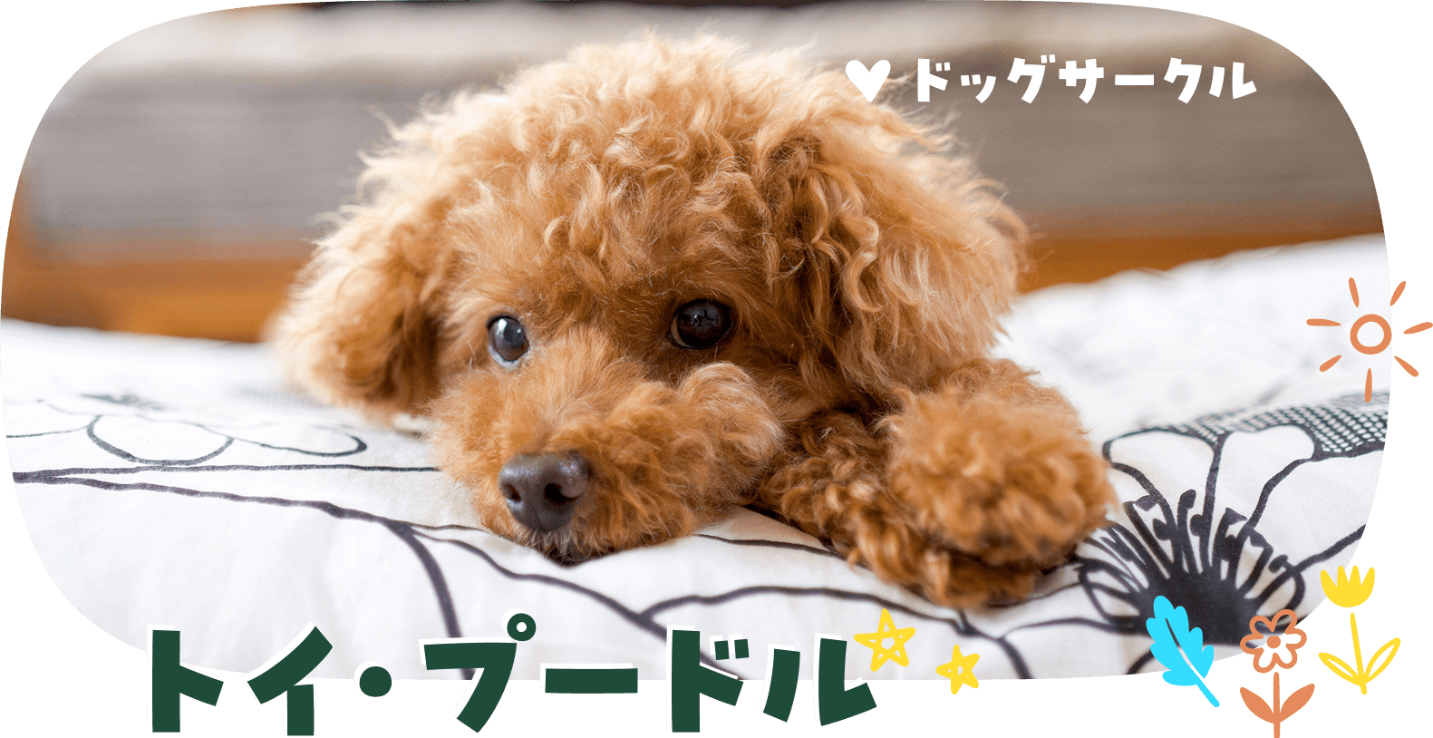 トイ・プードル